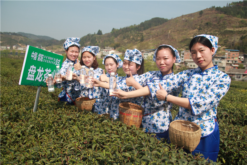 汉水硒谷•真硒水服务第一届紫阳富硒茶开园仪式